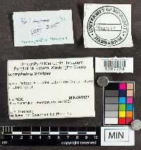 Xeromphalina tenuipes image