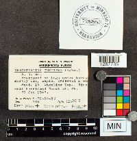 Xeromphalina tenuipes image