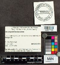 Xeromphalina tenuipes image