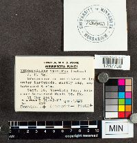 Xeromphalina tenuipes image