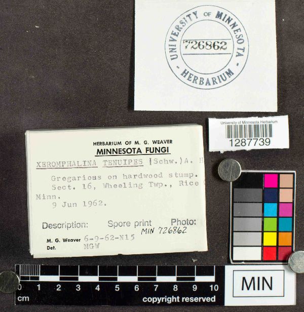 Xeromphalina tenuipes image