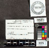 Xeromphalina tenuipes image