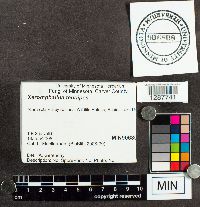 Xeromphalina tenuipes image