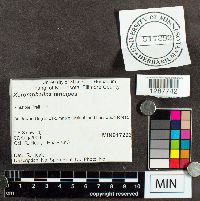 Xeromphalina tenuipes image