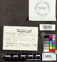 Xeromphalina tenuipes image