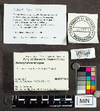 Xeromphalina tenuipes image