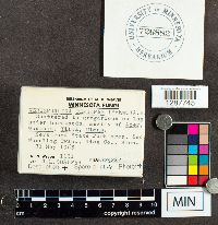 Xeromphalina tenuipes image