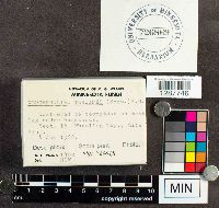 Xeromphalina tenuipes image