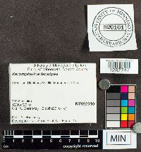 Xeromphalina tenuipes image