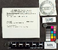 Xerula megalospora image