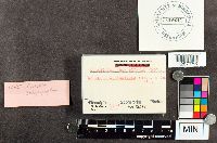 Cyptotrama asprata image