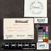 Cyptotrama asprata image