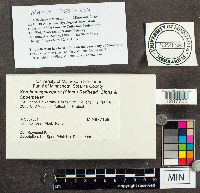 Xerula megalospora image