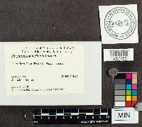Chrysomyxa ledicola image