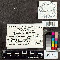 Chrysomyxa cassandrae image