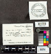 Cronartium quercuum image