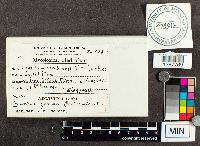 Cronartium quercuum image