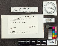 Cronartium comandrae image