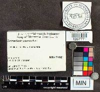 Cronartium comandrae image