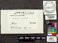 Cronartium comandrae image