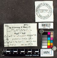 Cronartium coleosporioides image