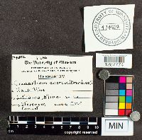 Cronartium quercuum image