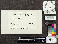 Cronartium comptoniae image