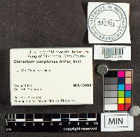 Cronartium comptoniae image