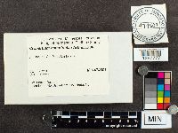 Cronartium comptoniae image