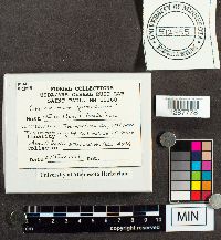 Cronartium quercuum image