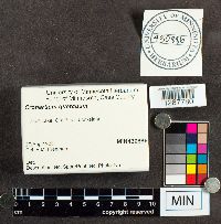 Cronartium quercuum image