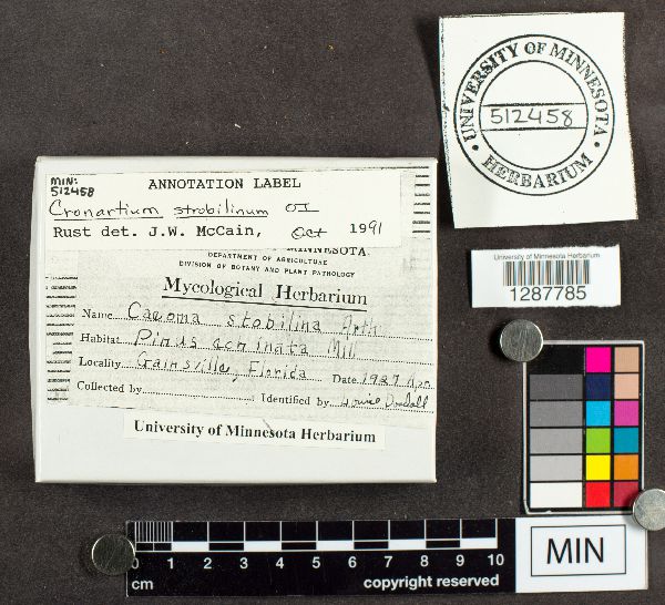 Cronartium strobilinum image