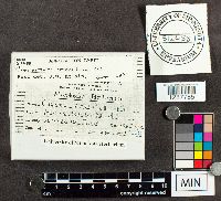 Media resource of Cronartium strobilinum