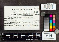 Phragmidium speciosum image