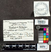 Phragmidium speciosum image