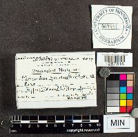 Phragmidium speciosum image