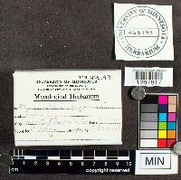 Phragmidium speciosum image