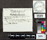 Phragmidium speciosum image