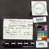 Phragmidium speciosum image