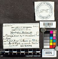 Phragmidium speciosum image