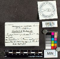 Phragmidium speciosum image