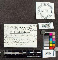 Phragmidium speciosum image