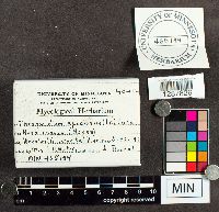 Phragmidium speciosum image