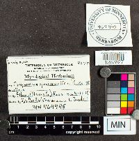 Phragmidium speciosum image