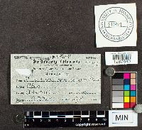 Physoderma maydis image