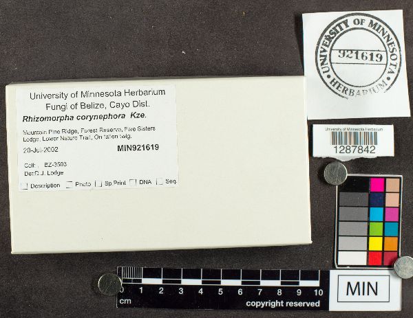 Rhizomorpha corynephora image