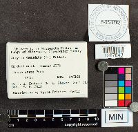 Arcyria denudata image