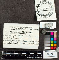 Media resource of Amaurochaete tubulina