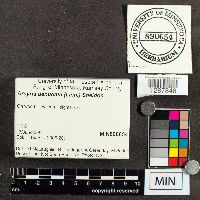 Arcyria denudata image