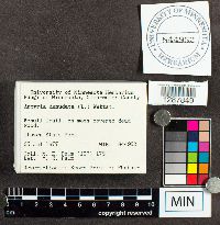 Arcyria denudata image